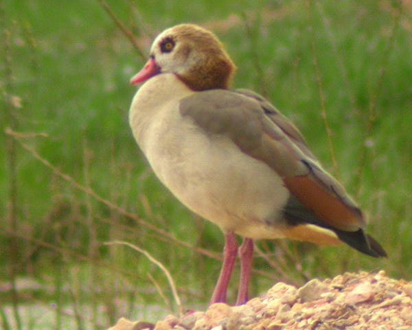 Egyptian Goose - ML183143851