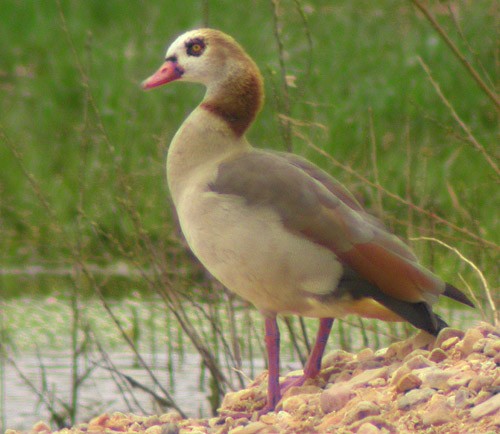 Egyptian Goose - ML183143911