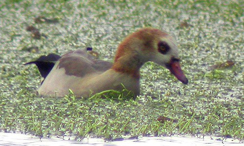 Egyptian Goose - ML183143971