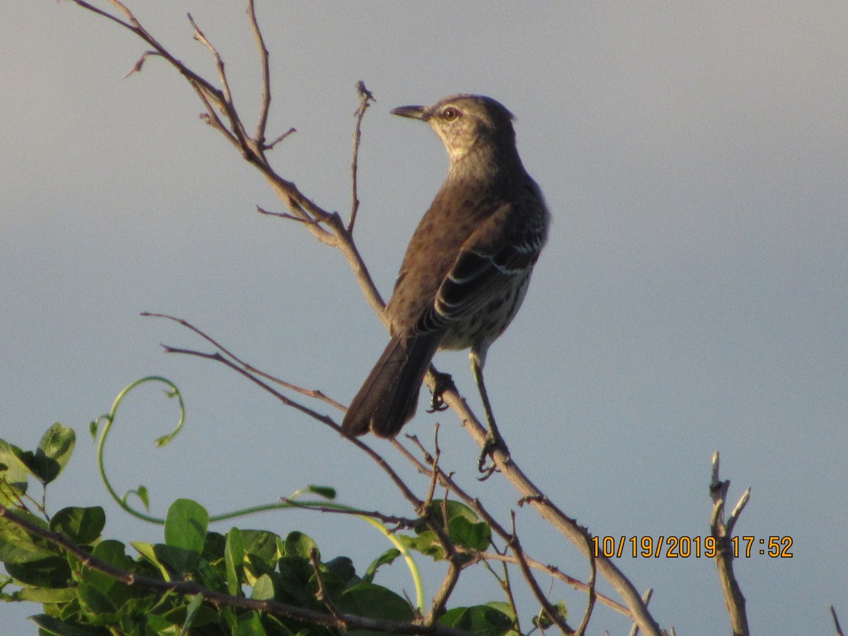 Bahama Mockingbird - ML183144771