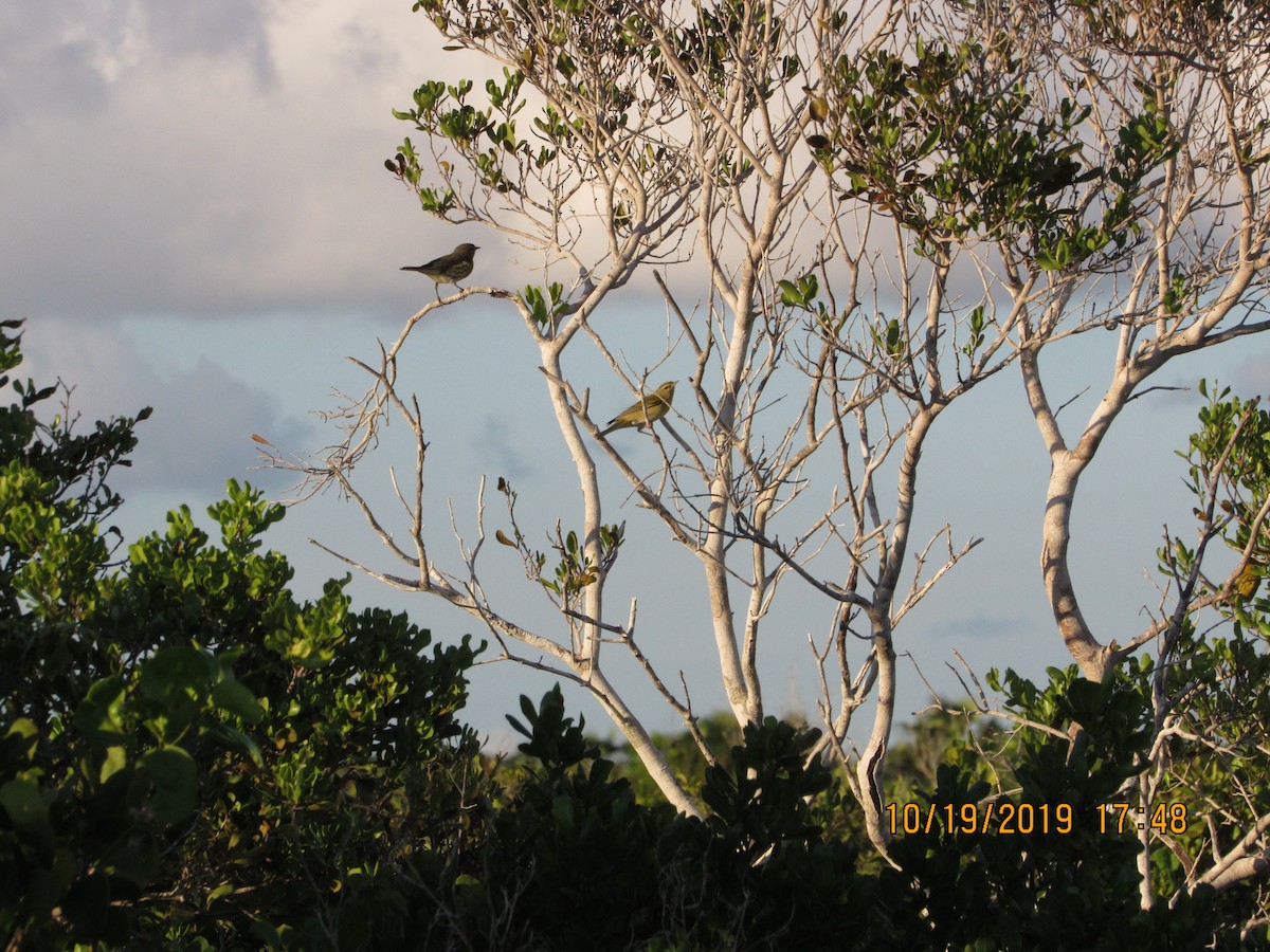 Cape May Warbler - ML183145181