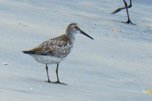 Great Knot - ML183145271