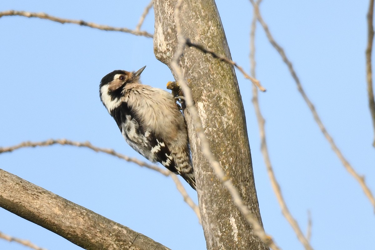 Lesser Spotted Woodpecker - Miguel Rouco