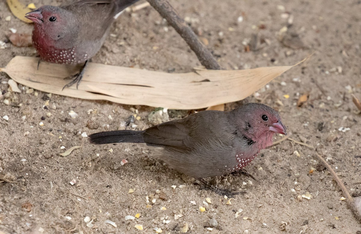 Brown Firefinch - Bruce Ward-Smith