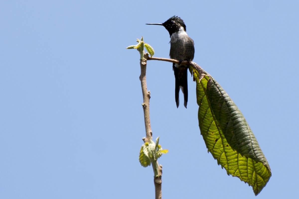 Colibri améthyste - ML183147961