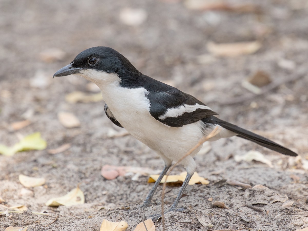 Gabon Boubou (Okavango) - Bruce Ward-Smith