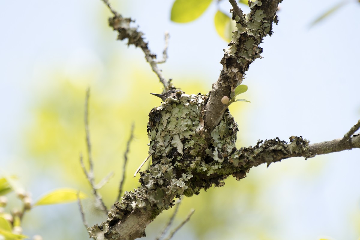 Colibri vert et gris - ML183149501