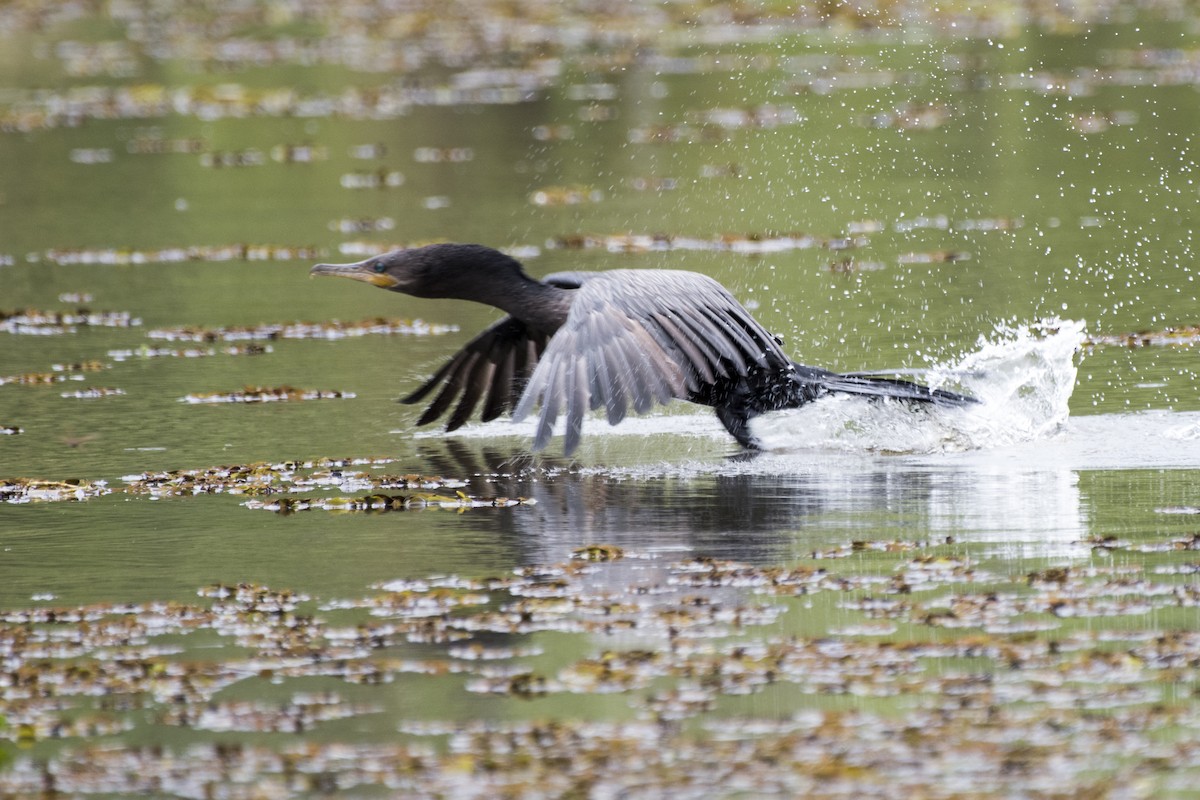 Cormorán Biguá - ML183149651