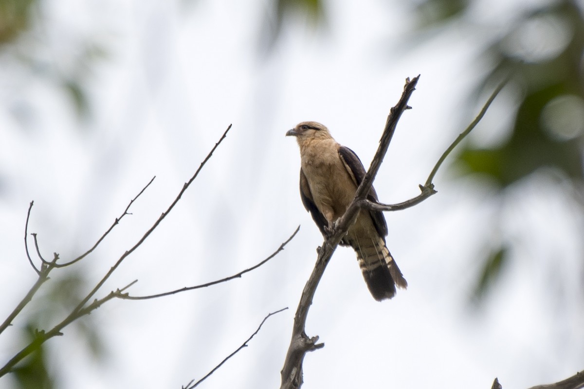 Caracara à tête jaune - ML183150241