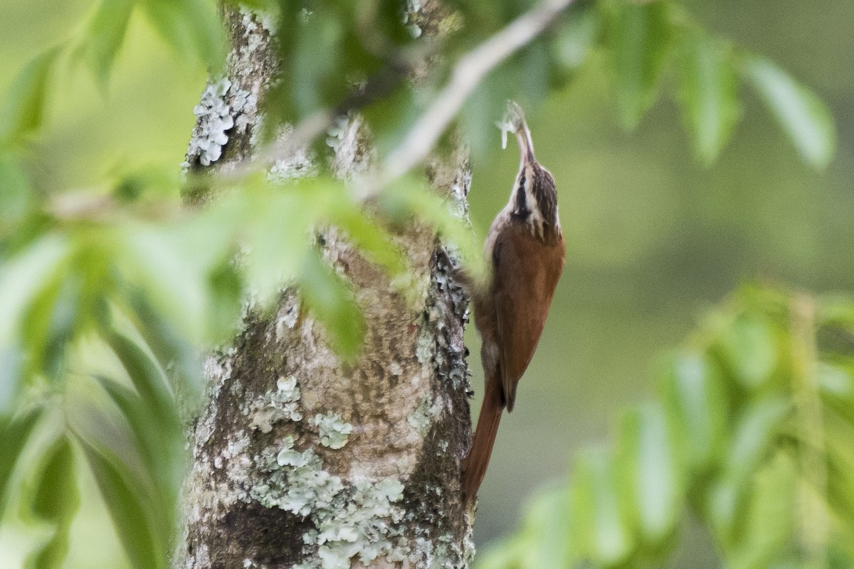 Narrow-billed Woodcreeper - Luiz Carlos Ramassotti