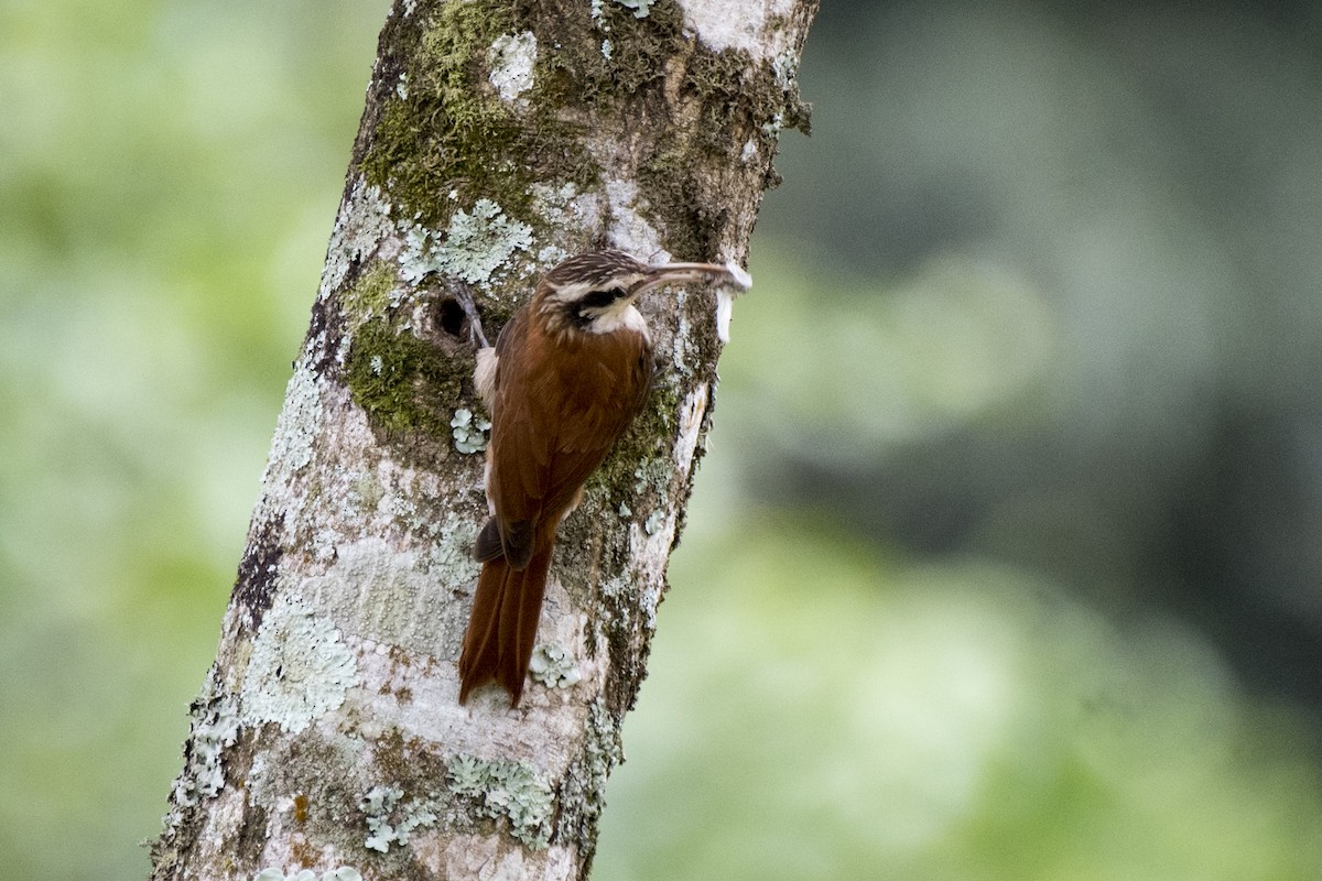 Narrow-billed Woodcreeper - ML183150651