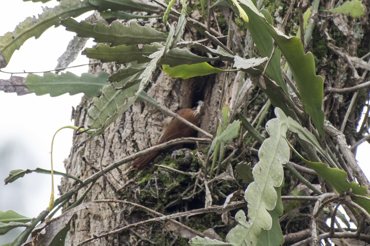 Narrow-billed Woodcreeper - ML183150681