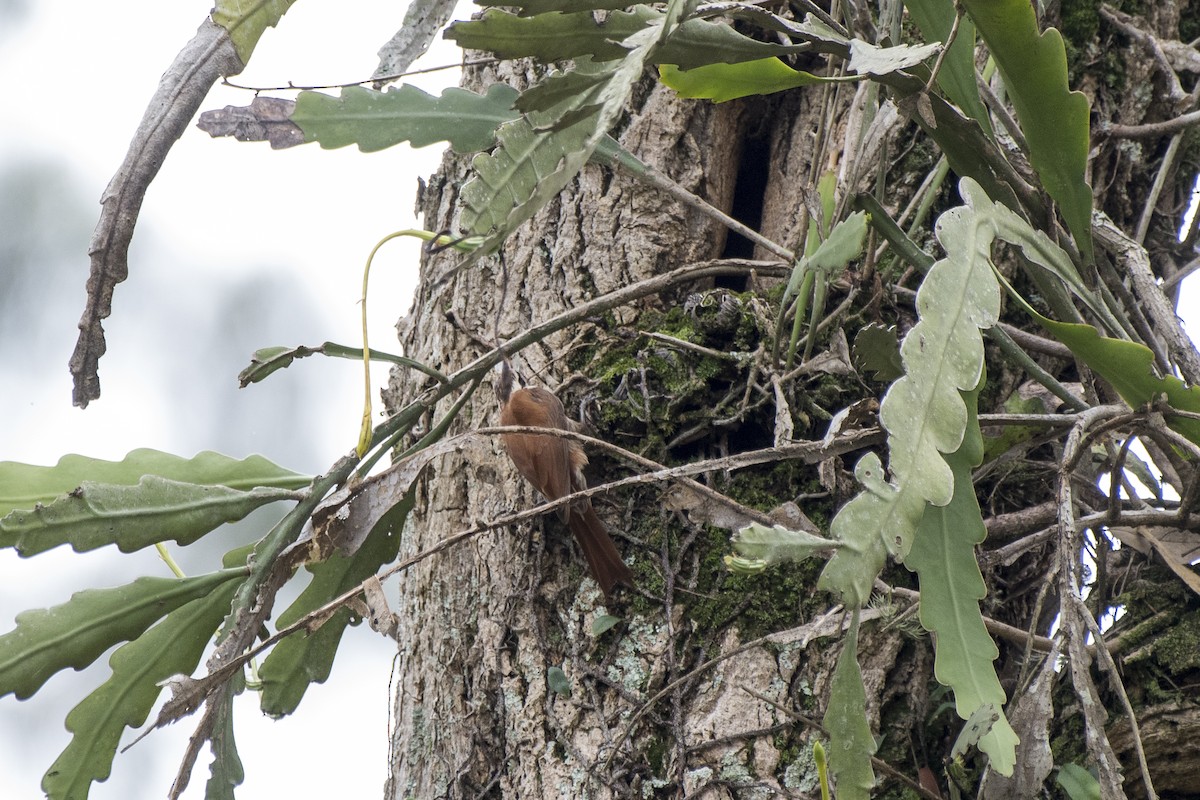 Narrow-billed Woodcreeper - ML183150721