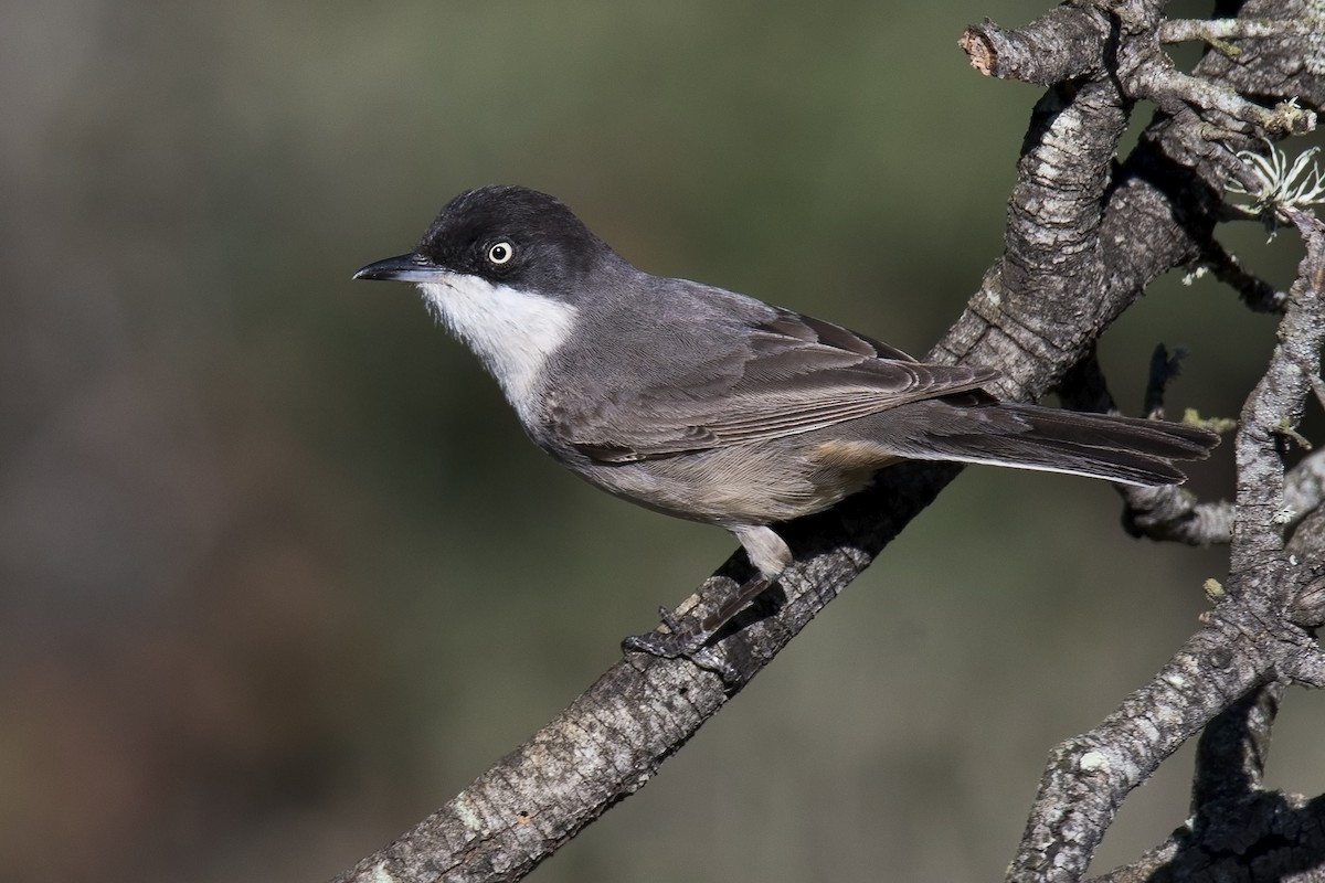 Western Orphean Warbler - Miguel Rouco