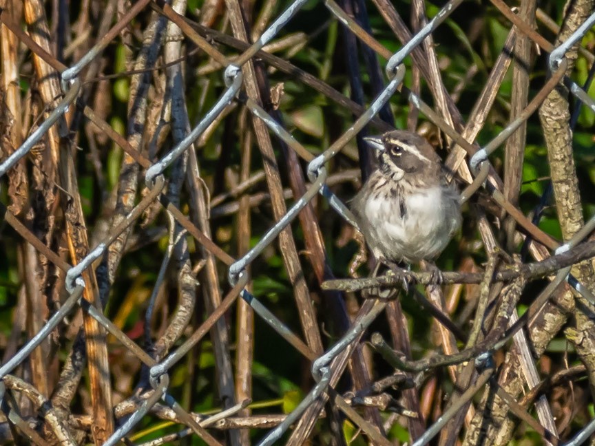 Black-throated Sparrow - ML183150851