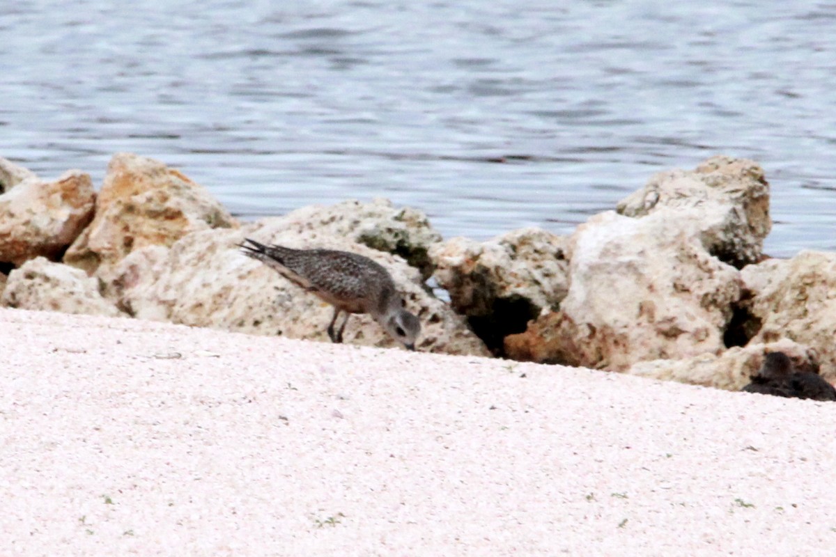 American Golden-Plover - ML183151741