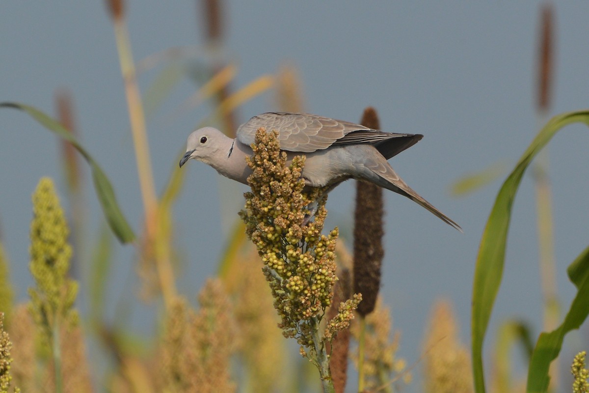Eurasian Collared-Dove - kiran more