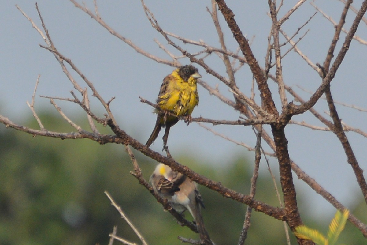 Black-headed Bunting - ML183152591