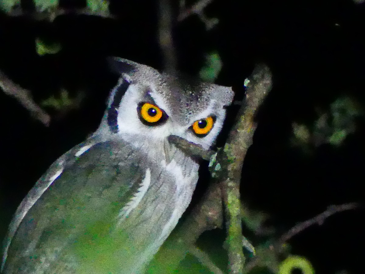 Northern White-faced Owl - ML183152801
