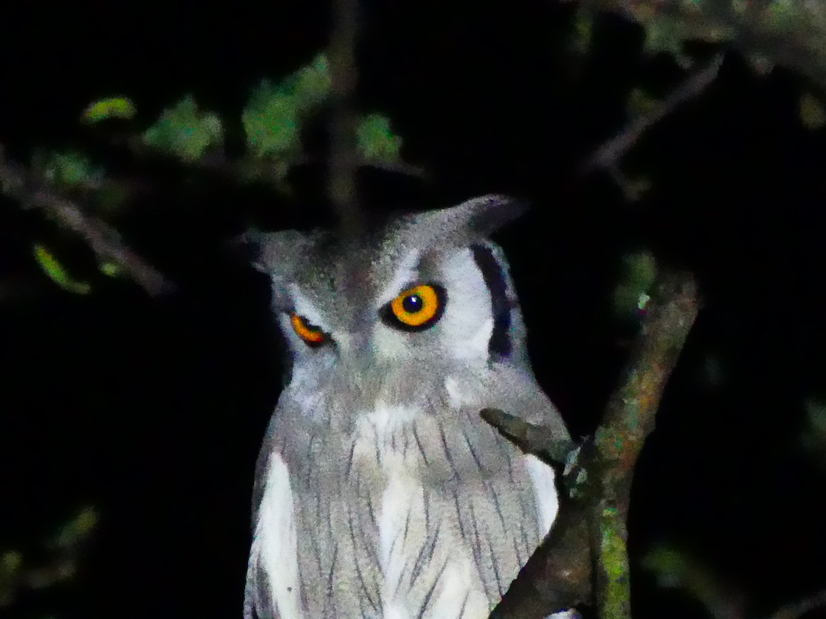 Northern White-faced Owl - ML183152821