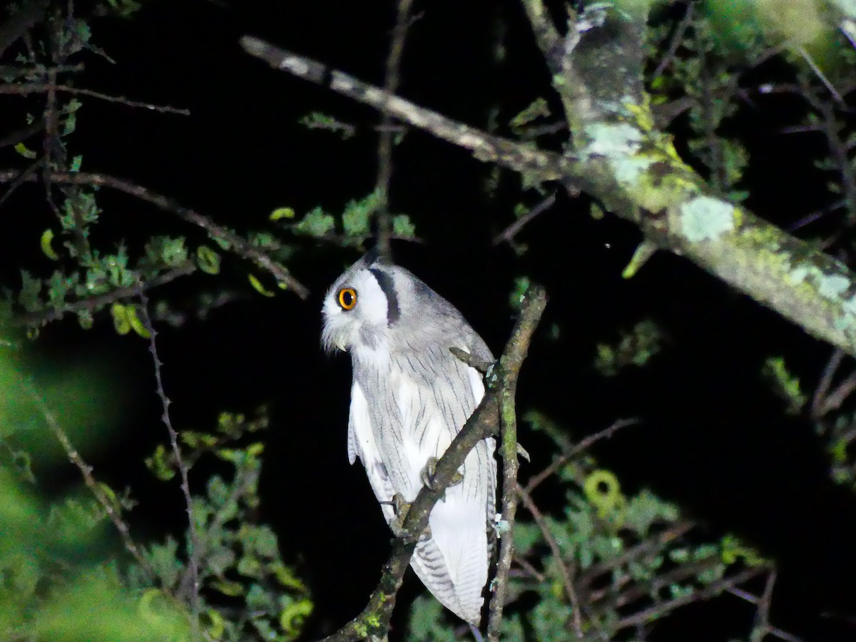Northern White-faced Owl - ML183152831