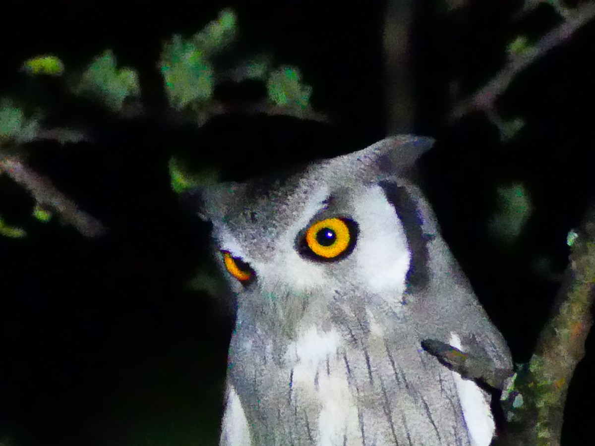 Northern White-faced Owl - ML183152851