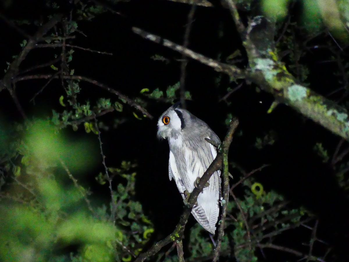 Northern White-faced Owl - ML183152911