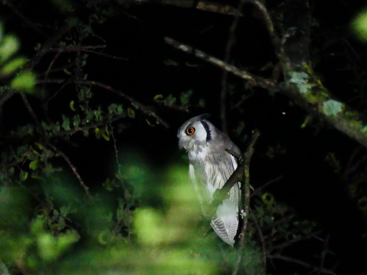 Northern White-faced Owl - ML183152921