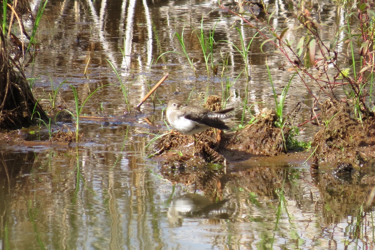 Solitary Sandpiper - ML183153641