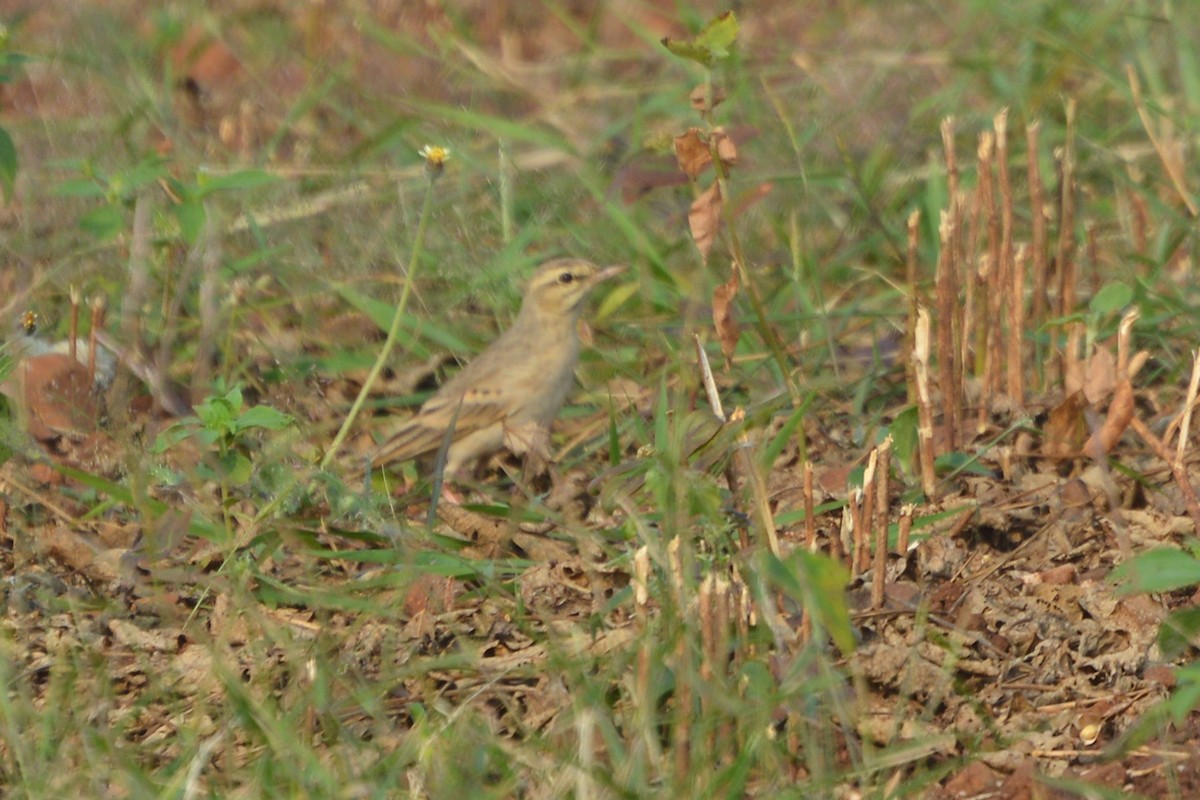 Tawny Pipit - ML183153831