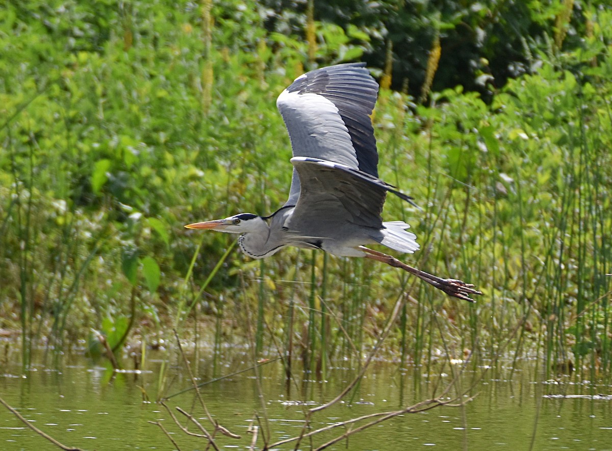 Gray Heron - ML183155251