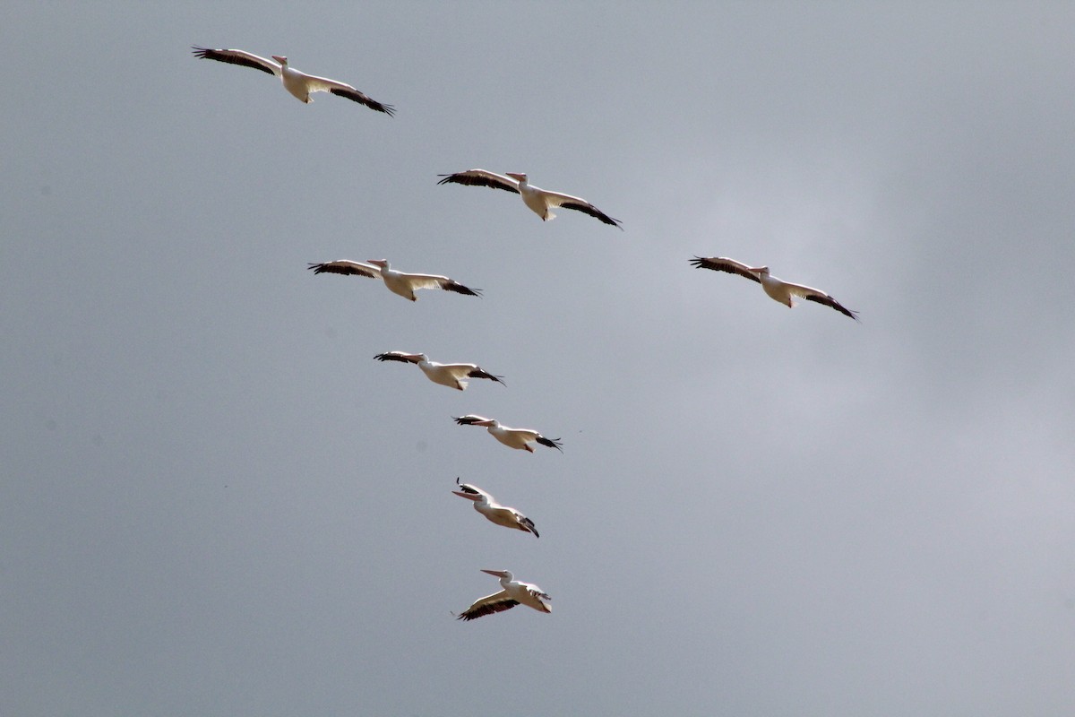 American White Pelican - ML183156251