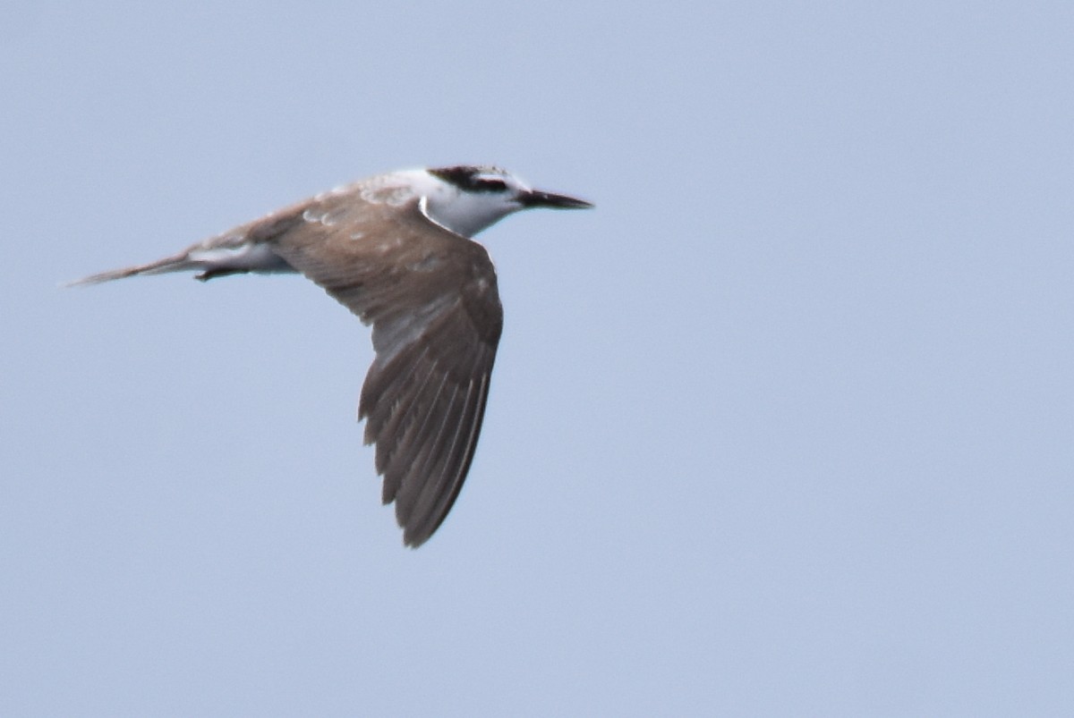 Bridled Tern - ML183156311