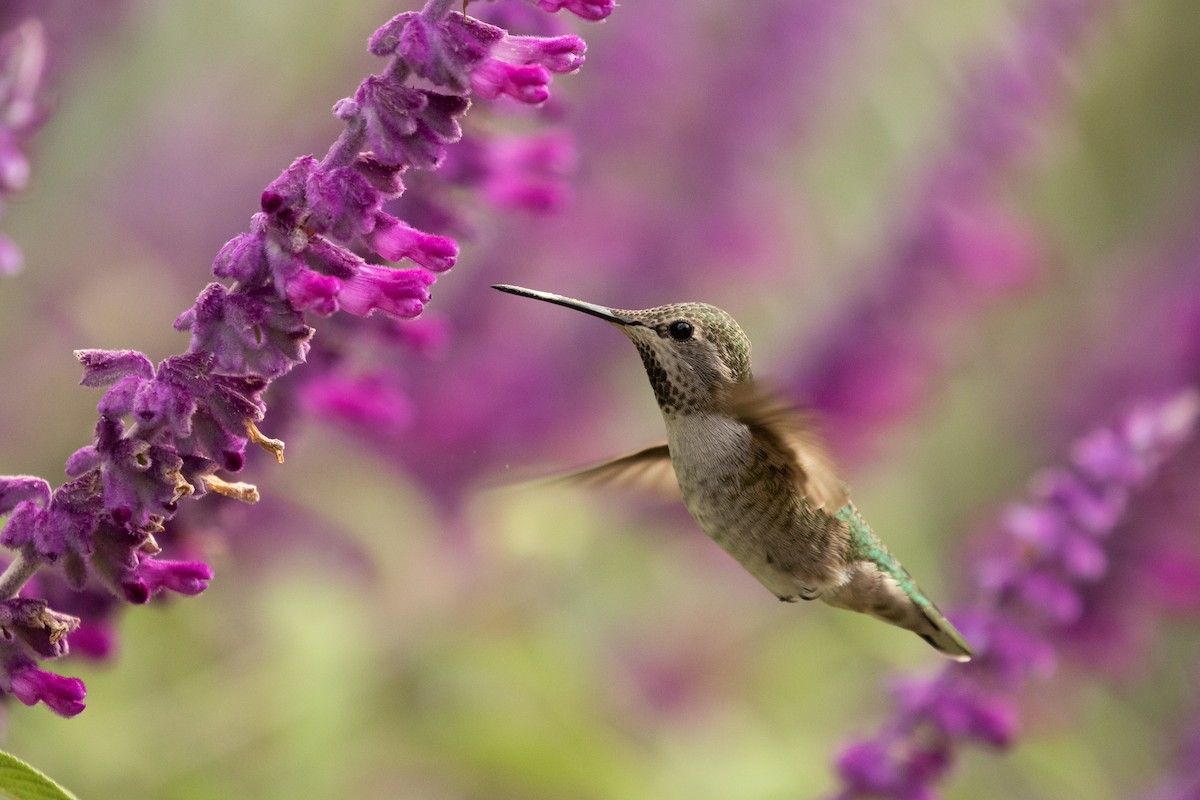 Anna's Hummingbird - Ronan Nicholson