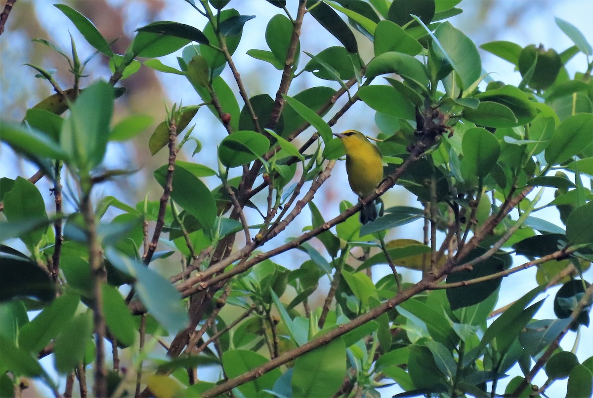 Blue-winged Warbler - ML183156971