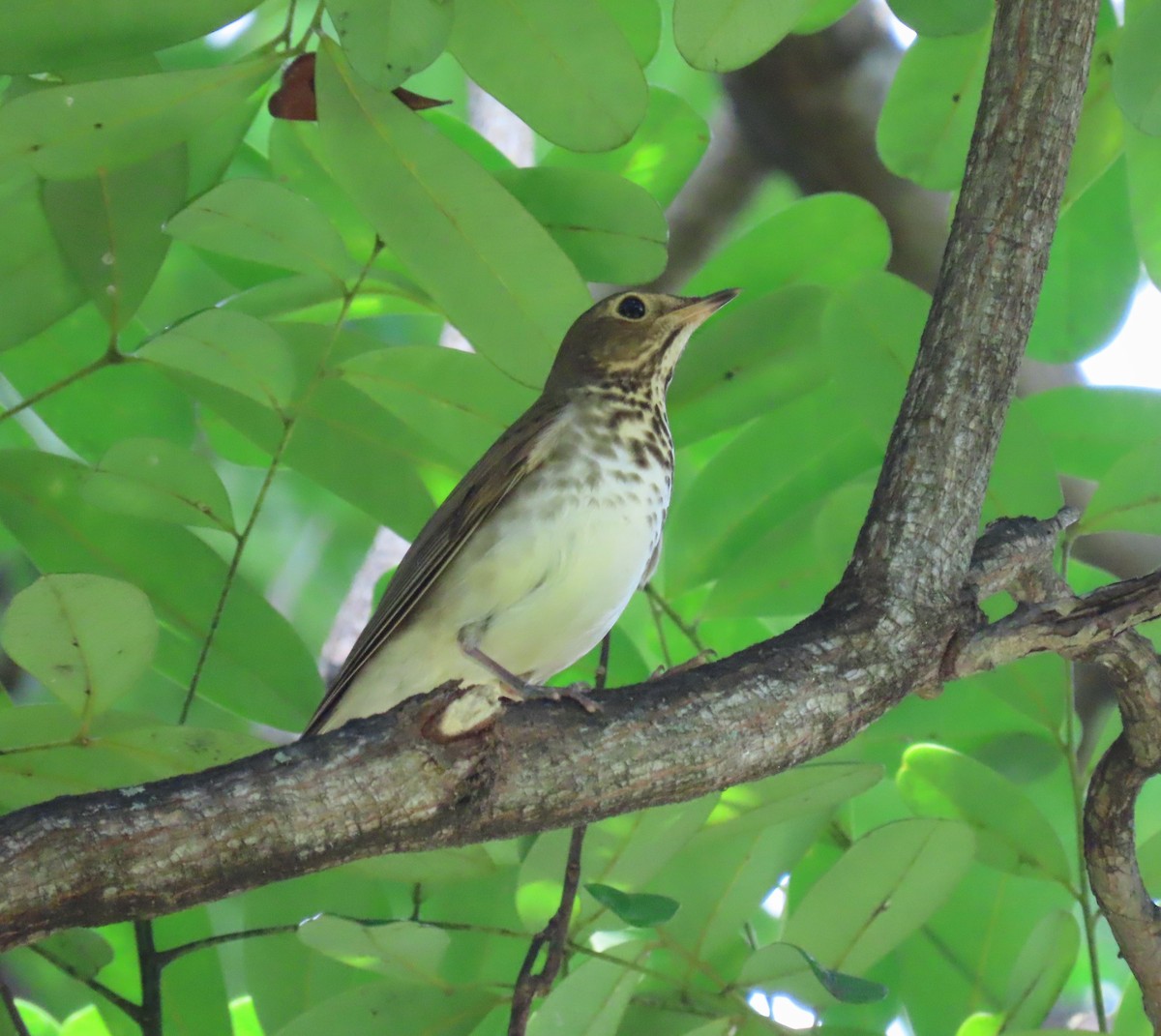 Swainson's Thrush - ML183157401