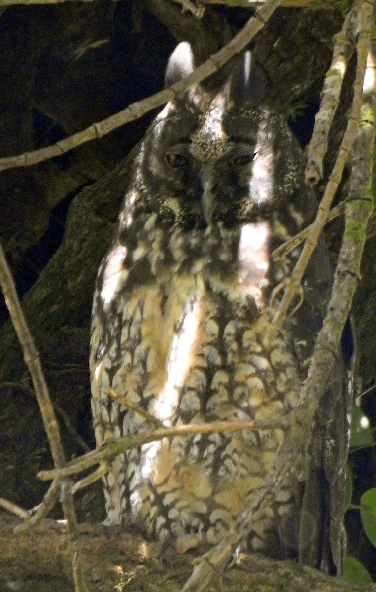 Hibou maître-bois - ML183157991