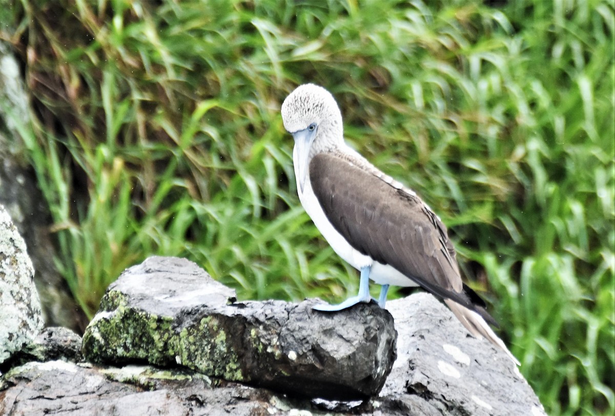 Fou à pieds bleus - ML183158431