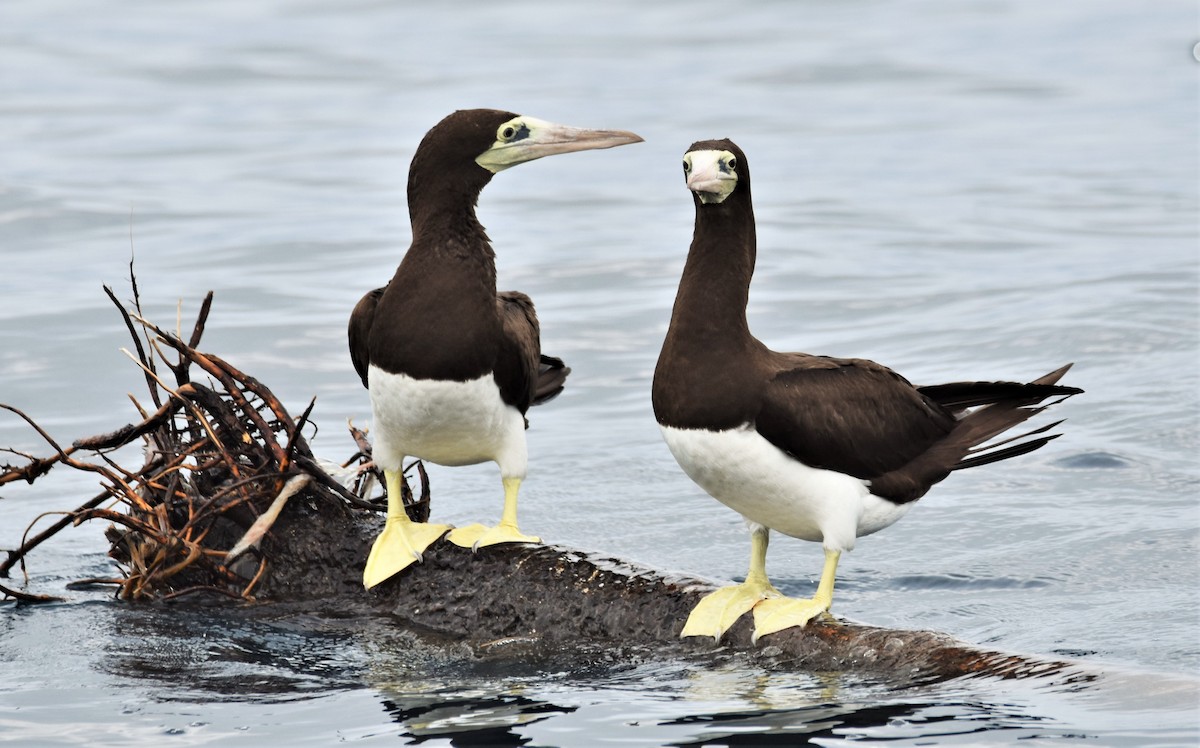 Brown Booby (Colombian) - ML183158531