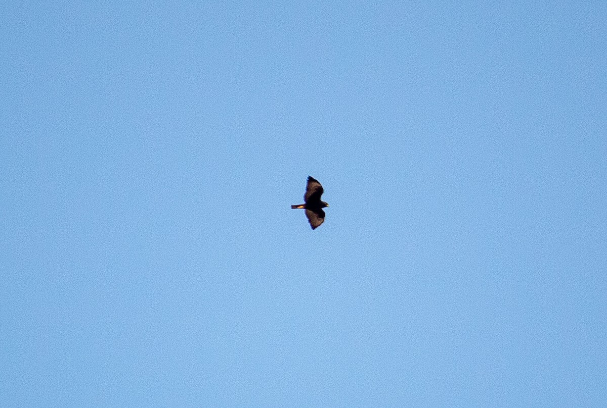 Short-tailed Hawk - ML183158891