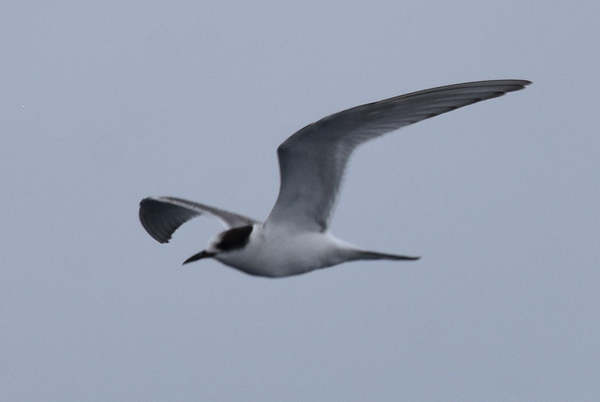 Arctic Tern - ML183160131