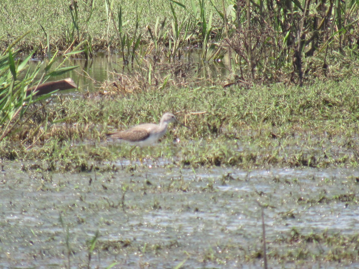 Greater Yellowlegs - ML183160471