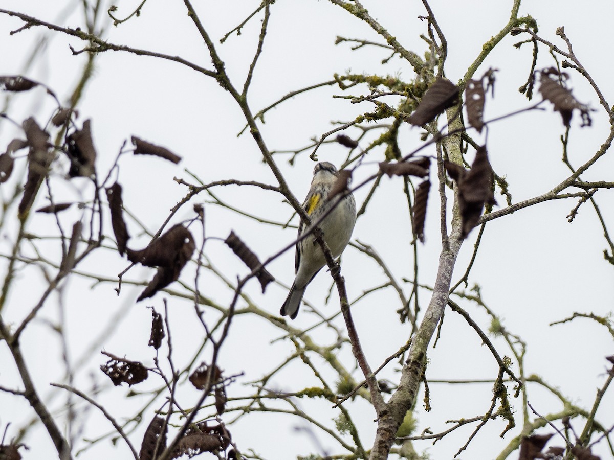 Yellow-rumped Warbler (Myrtle) - ML183160631