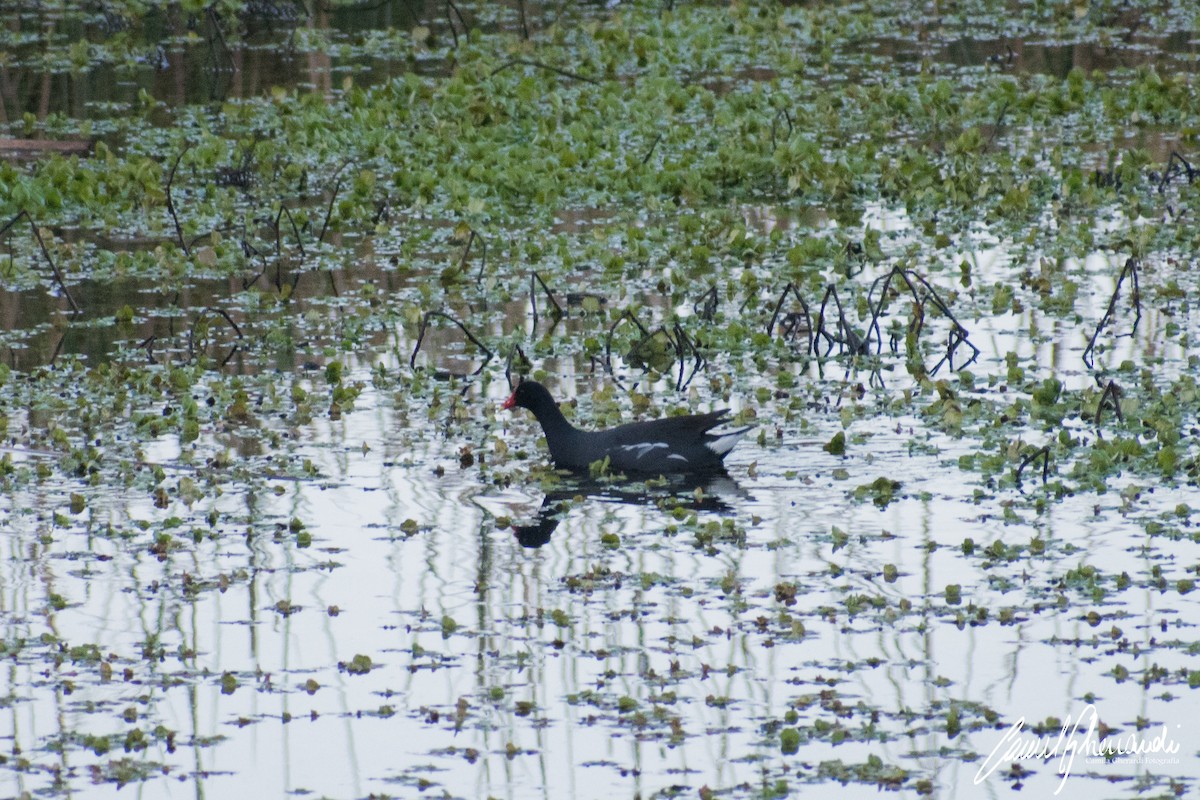Common Gallinule - ML183161091
