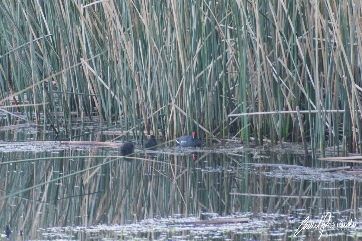 Common Gallinule - ML183161101