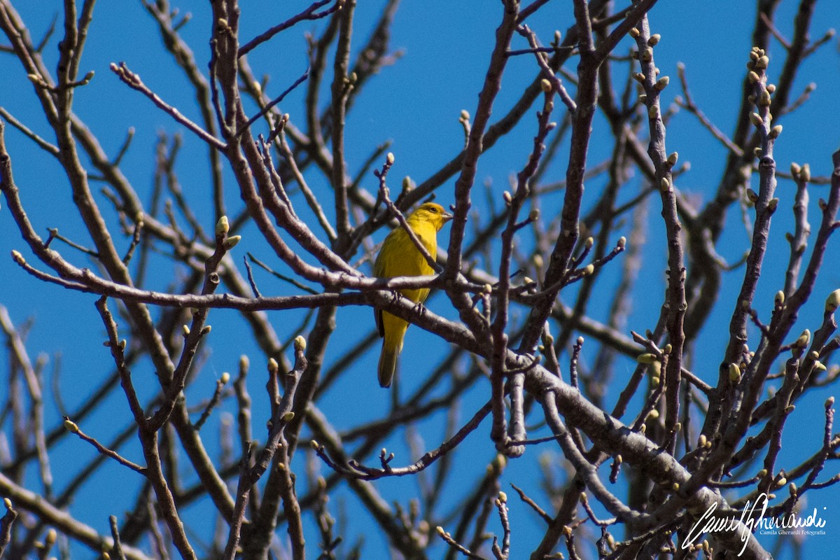 Saffron Finch - ML183161481