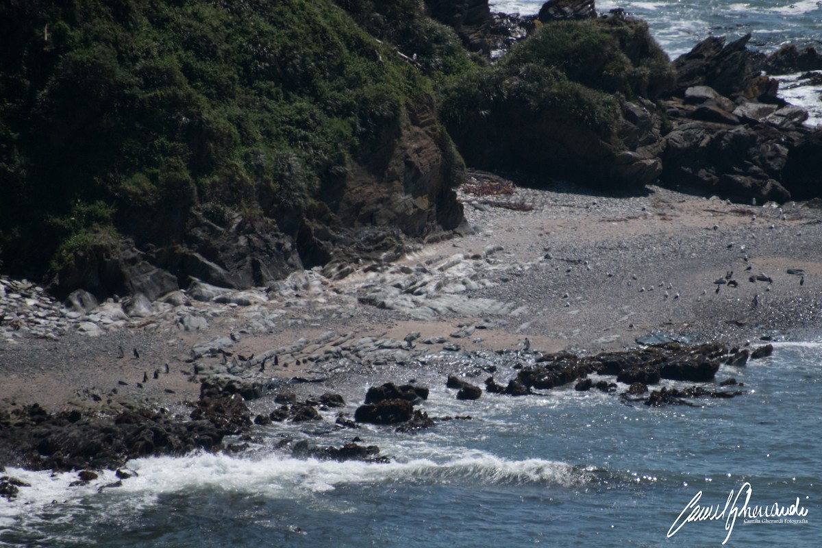 Magellanic Penguin - ML183161891