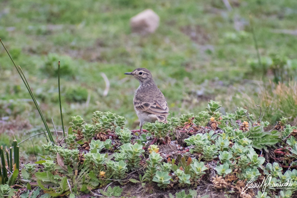 patagoniatunnelfugl - ML183162601