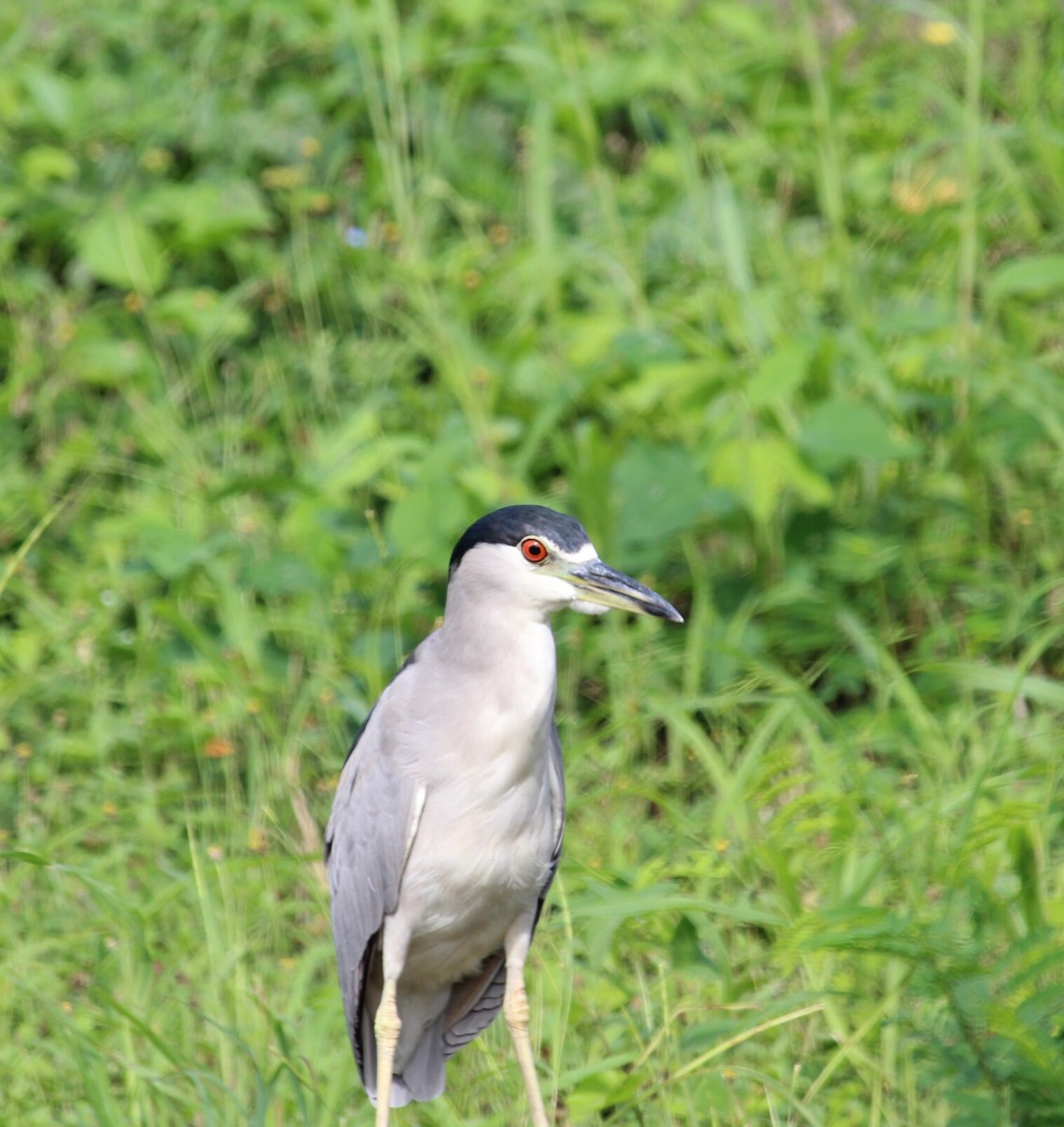 Black-crowned Night Heron - ML183163591