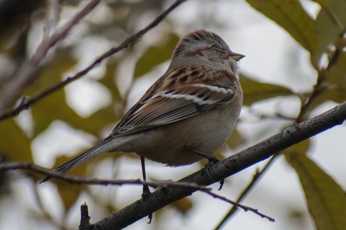 American Tree Sparrow - ML183164271